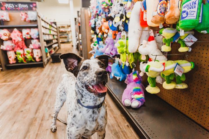 Blog: Unlocking Your Pet's Best Life – Expert Tips & Top-Tier Products.