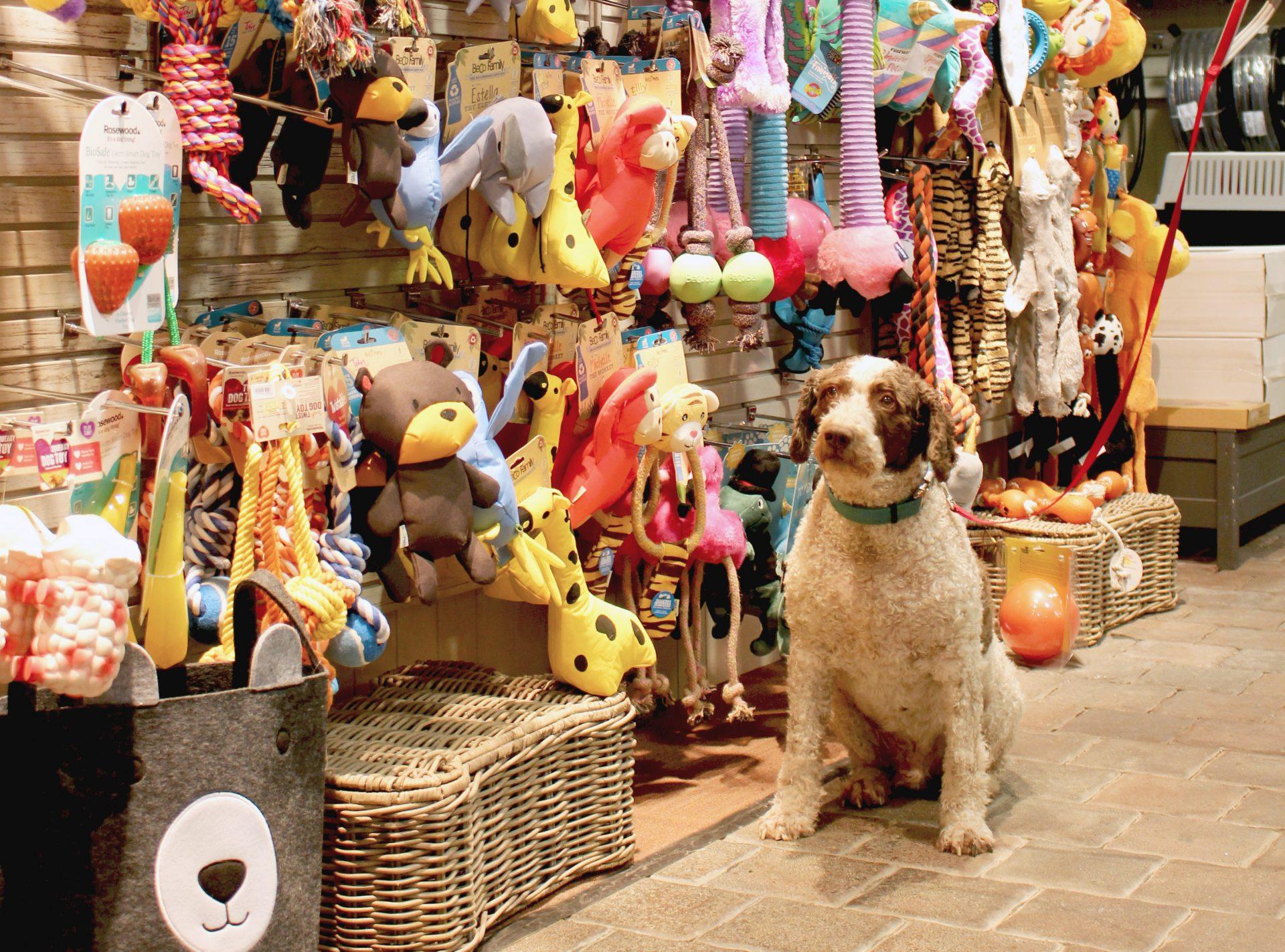 Curated Pet Nutrition & Supplies: Tailored for Every Furry Family Member.